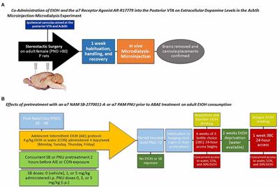 Negative and positive allosteric modulators of the α7 nicotinic acetylcholine receptor regulates the ability of adolescent binge alcohol exposure to enhance adult alcohol consumption